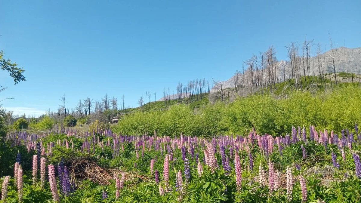 Tu refugio en la Patagonia: terreno de 3.000 m² foto 4