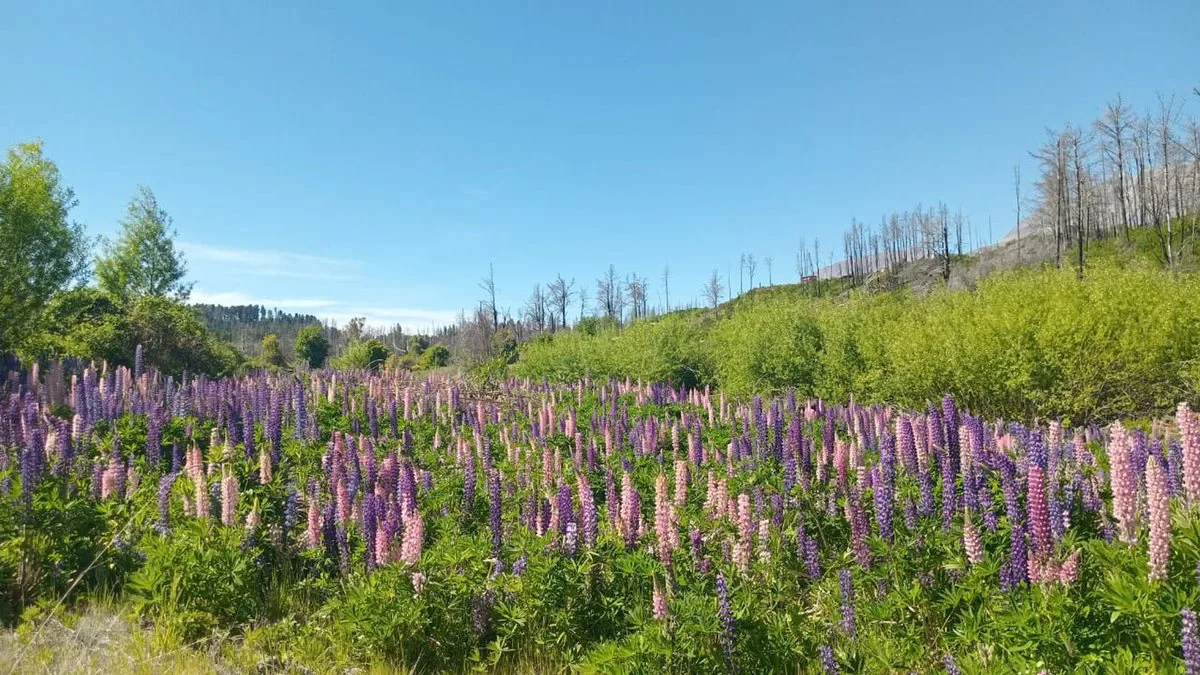 Tu refugio en la Patagonia: terreno de 3.000 m² foto 5