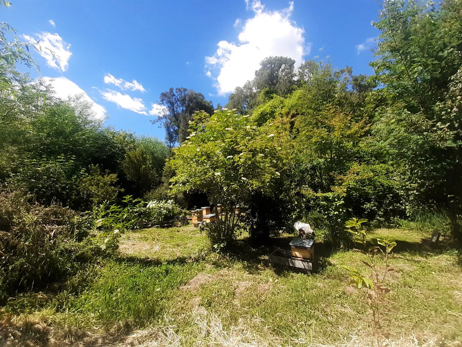 (079) Terreno de 3500 mt² en Lago Puelo (B Maderera) foto 2