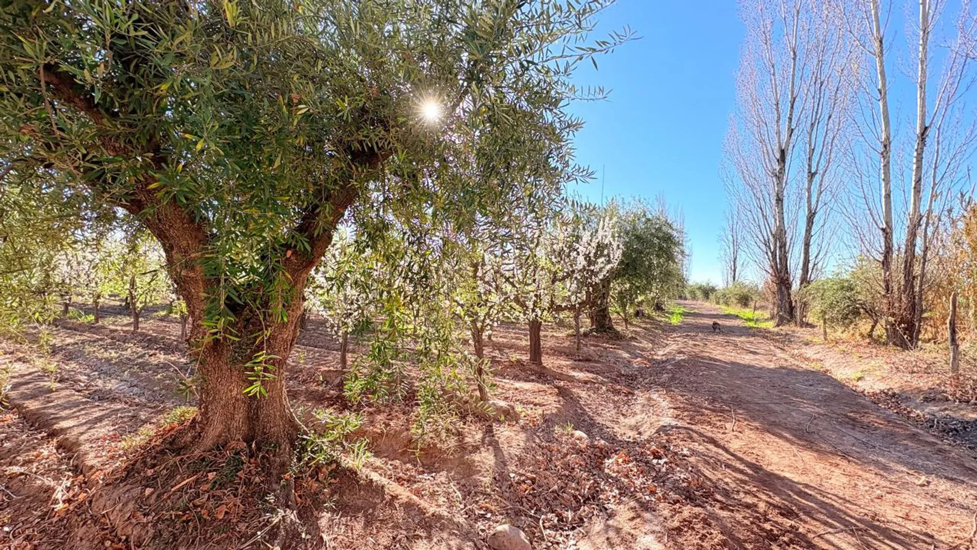Venta Finca en Maipú