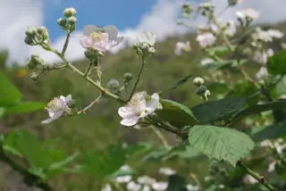 Hostería Ecológica dentro de un terreno de 6300 m2. Esta hostería a sido galardonada por su cuidado del medio ambiente, ya que se abastece con energía foto 3