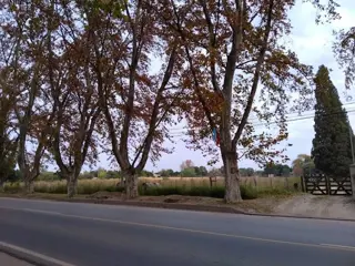 Venta 6Has. 6.600m2 zona Urbana (100x50) 5.000m2 Apto Subdividir en Lotes 1.100m2 todos frente a Av. San Martín y zona Rural 1.100m2 Escritura en Colo foto 4