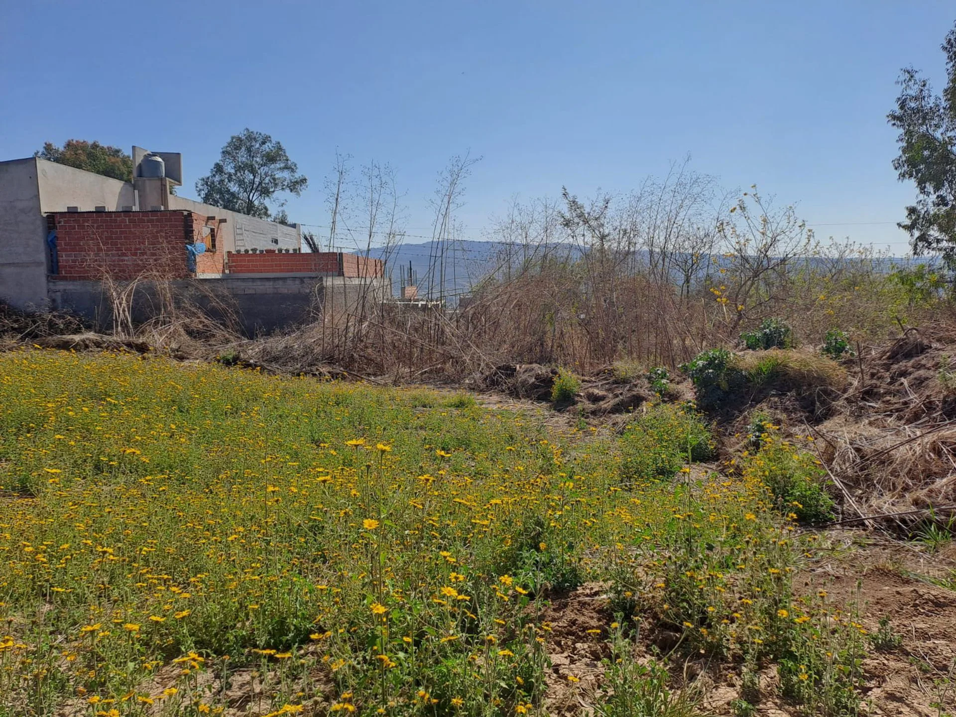 VENTA TERRENO 5243 M2 COLECTORA CERRO LAS ROSAS foto 5