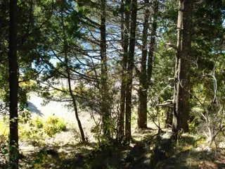 Parcela de 2,5ha en Lago Gutierrez, INCREÍBLE OPORTUNIDAD ivnersores Proyecto camping foto 3