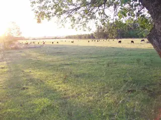 Campo en Venta en Colón, Colón, Entre Ríos foto 4