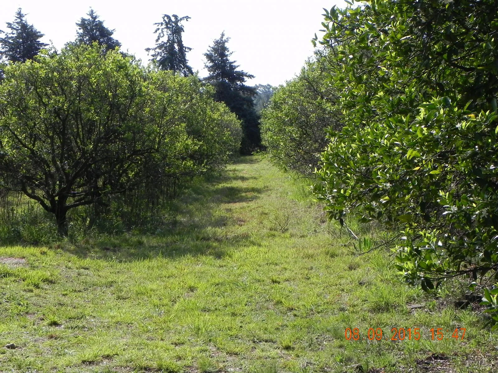 HERMOSO LOTE DE TERRENO EN FEDERACION ENTRE RIOS foto 4