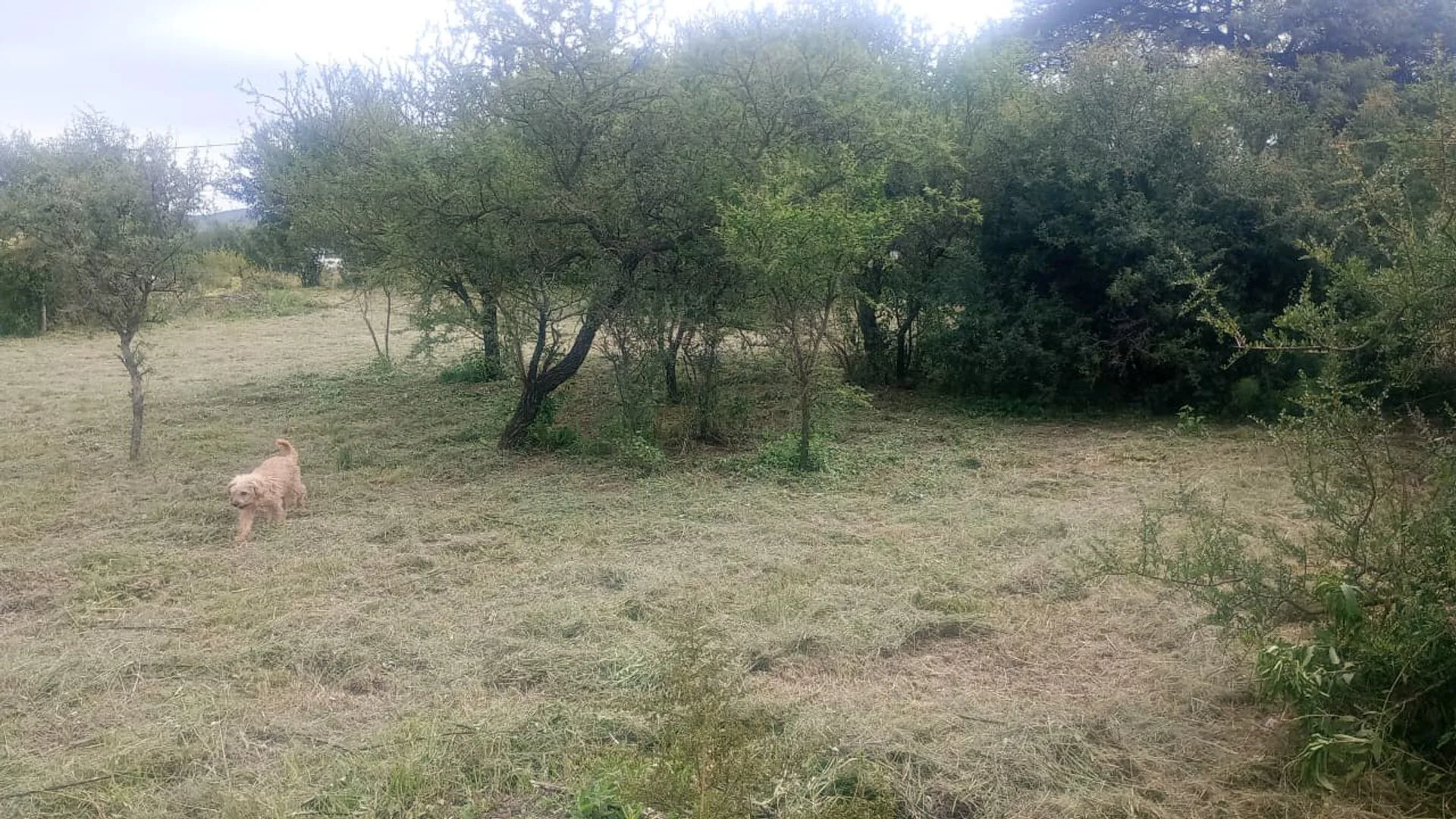 4 LOTES 480M2 C/U ANISACATE OPORTUNIDAD INVERSION foto 3