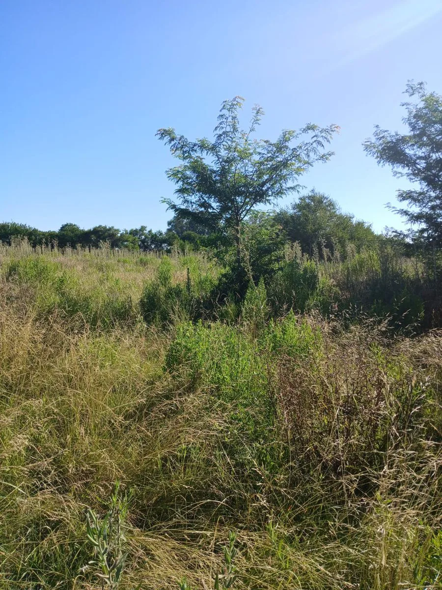 Lote de 992 M en Rodríguez, zona de campo foto 2