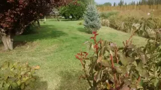 Oportunidad. Chacra en producción con vivienda POMONA   U$s 9500 la hectárea foto 2