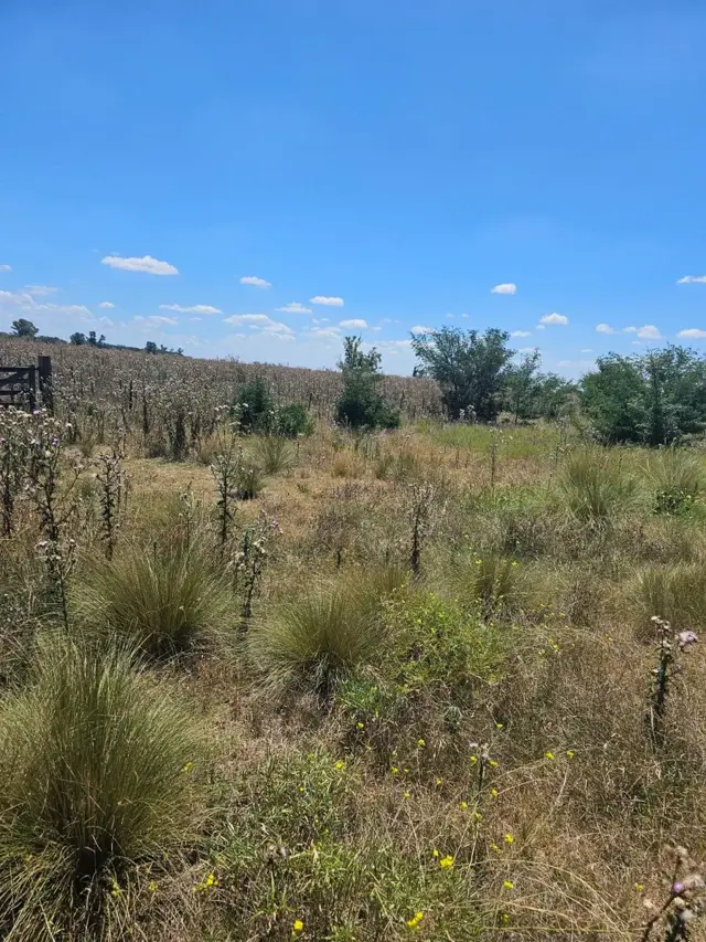 Excelente oportunidad 2 fracciones de campo en la localidad deEnrique  Fynn.-