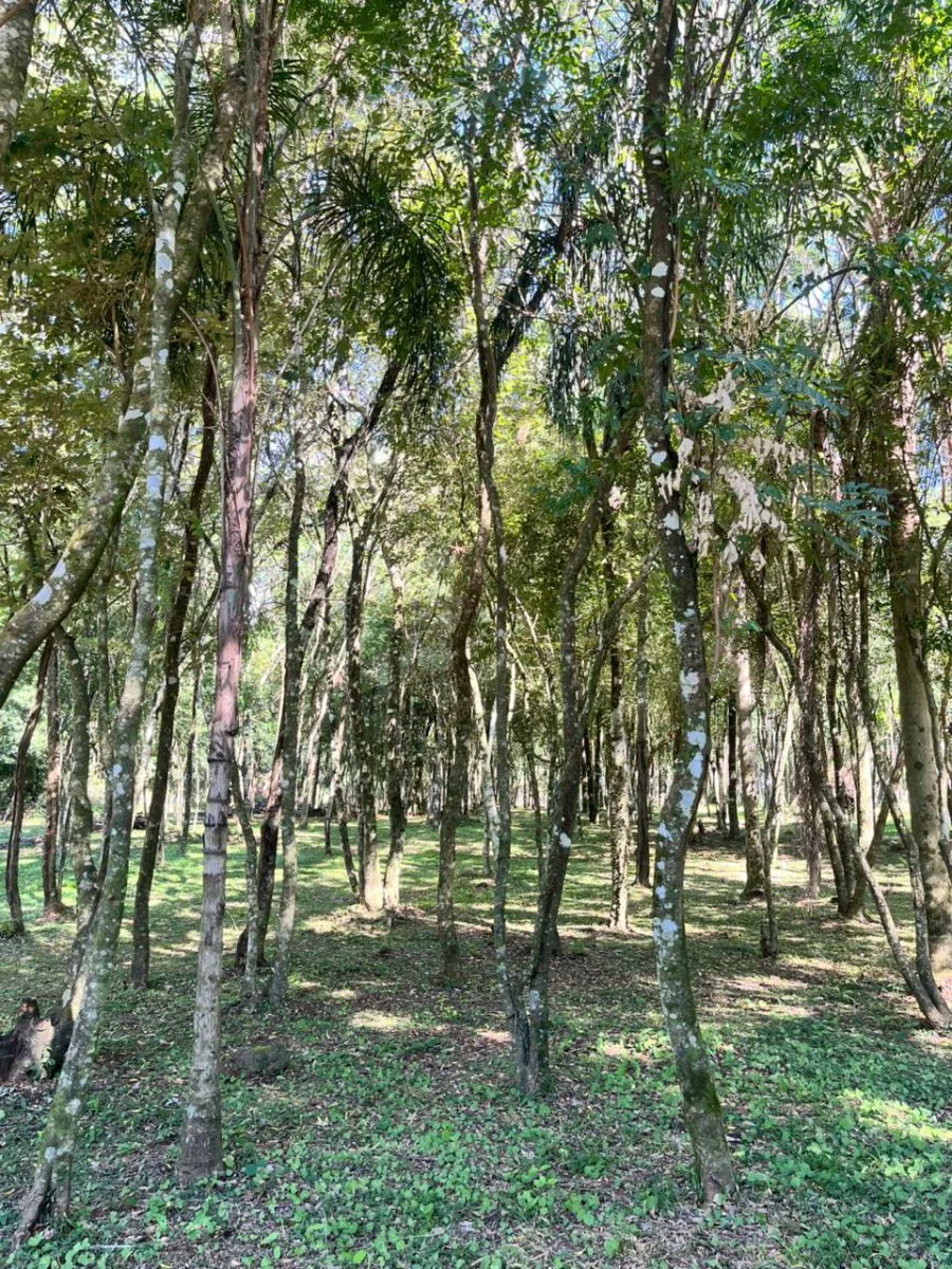 OPORTUNIDAD TERRENO VENTA MISIONES IDEAL EMPRENDIMIENTO CABAÑAS foto 2