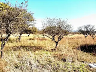 LOTEO EN ANISACATE A METROS DEL RIO  ESCRITURA foto 2