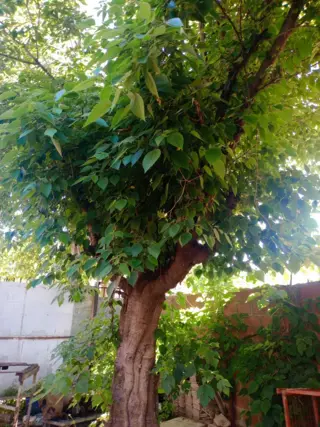 VENTA Muy buen lote con mejoras en venta a metros de ruta 8 foto 4
