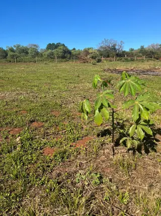 Venta Hectáreas Garupa Misiones foto 2
