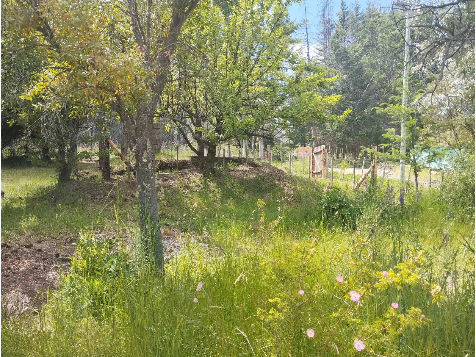 (011) LAS GOLONDRINAS (Lago Puelo) Terreno de media hectárea foto 3