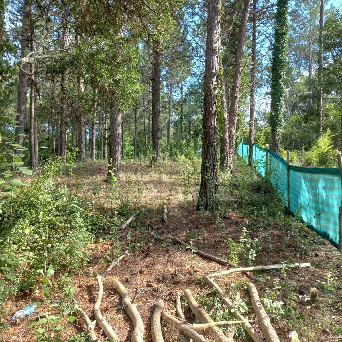 Lote en Venta Zona Residencial Cariló foto 3