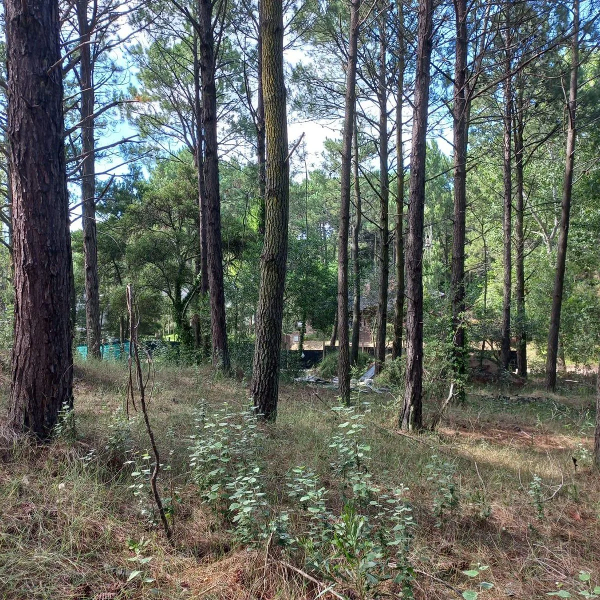 Lote en Venta Zona Residencial Cariló foto 4