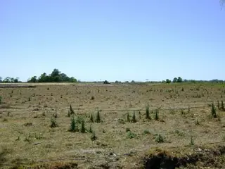 CAMPOS DE VICTORIA CANNING! ULTIMOS LOTES. foto 3