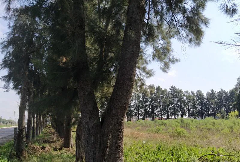 Pinar de Lagos  - Terreno en venta en General Lagos foto 2