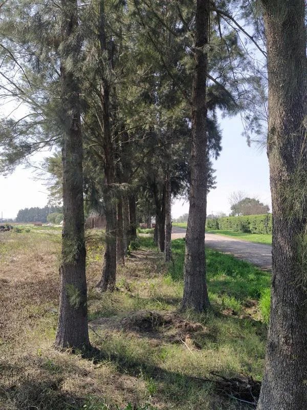 Pinar de Lagos  - Terreno en venta en General Lagos foto 4