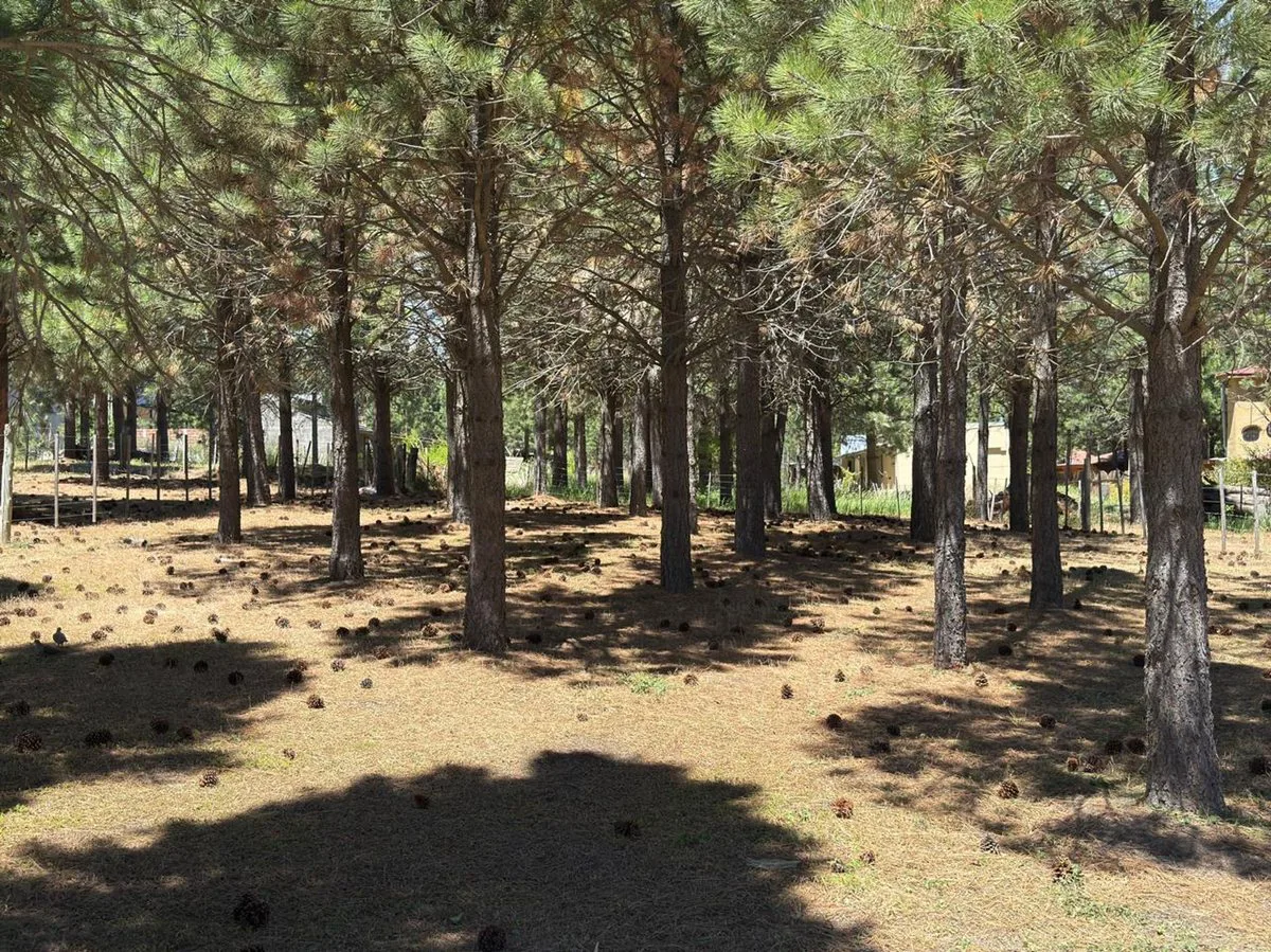 Lote en Trevelin 975 mts2 -15,6 m x 62,5 m foto 3