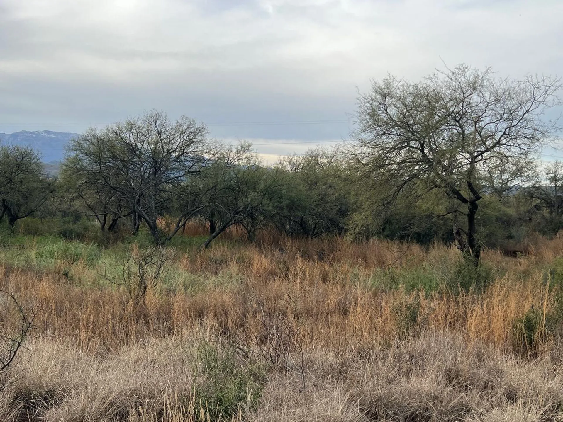 SE VENDE 1 HECTAREA DE CAMPO foto 3
