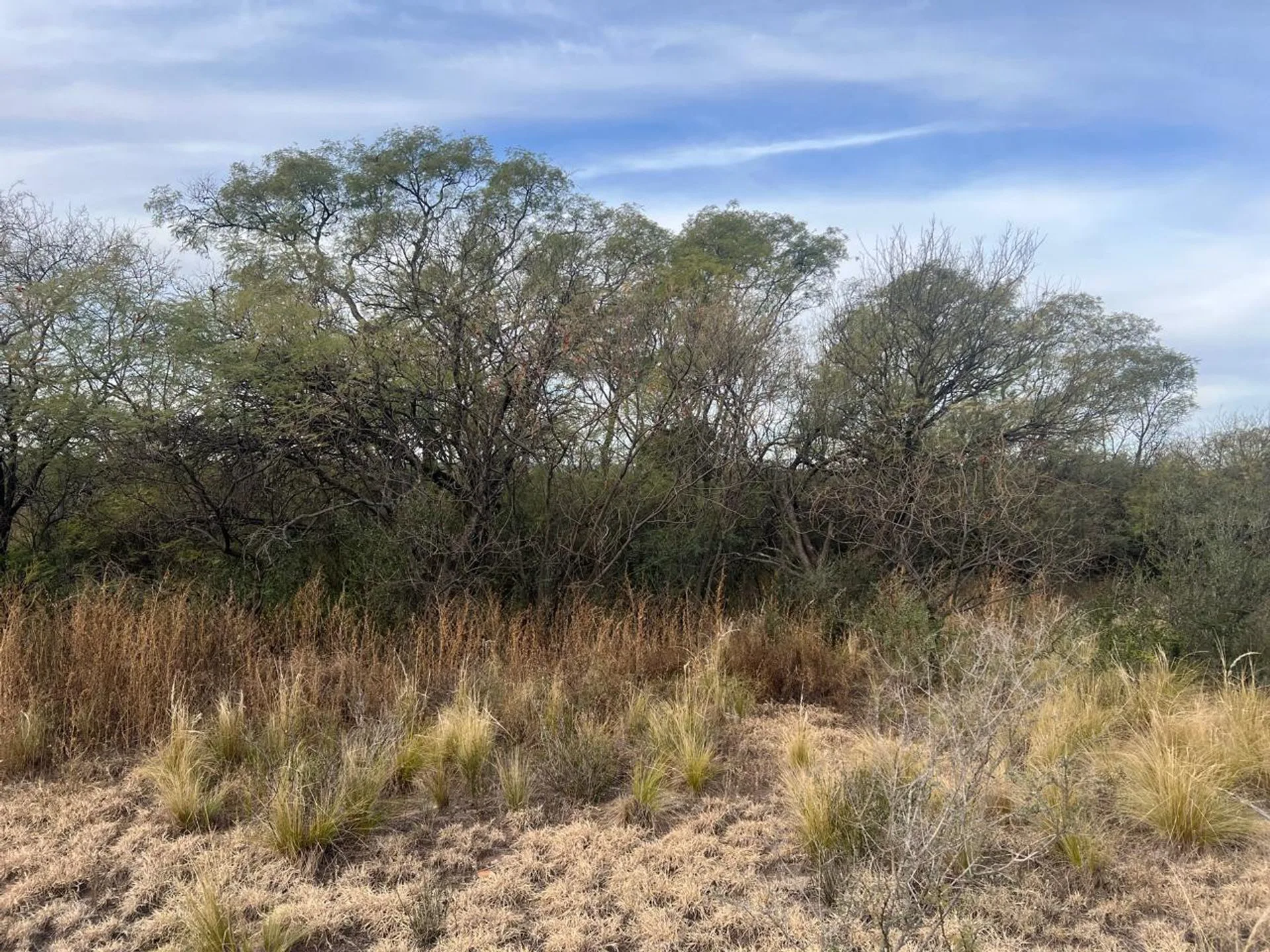 SE VENDE 1 HECTAREA DE CAMPO foto 5