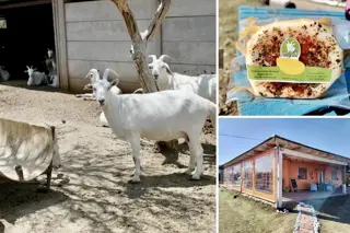 Tambo Caprino Automatizado en Venta - 27 Ha con Fondo de Comercio + Restaurante - Villa Larca, San Luis foto 1