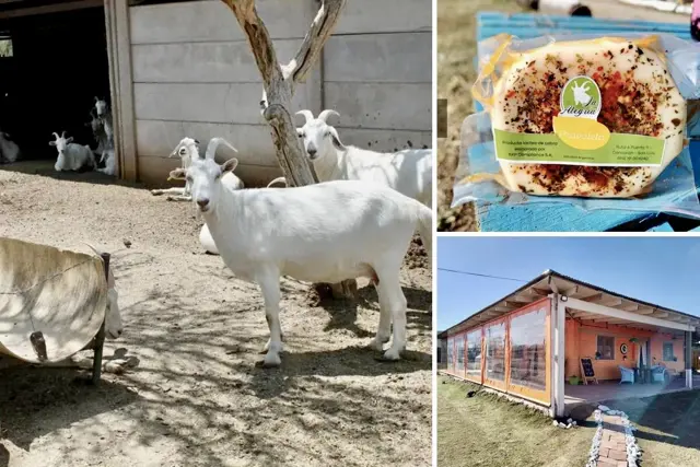 Tambo Caprino Automatizado en Venta - 27 Ha con Fondo de Comercio + Restaurante - Villa Larca, San Luis