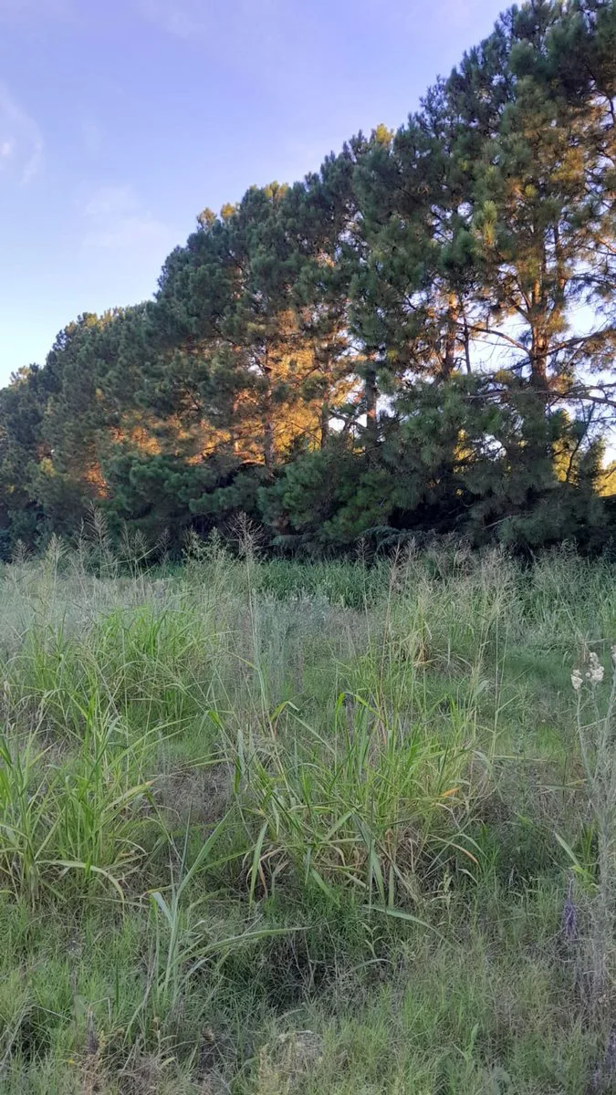 VENTA DE TERRENO EN RINCÓN foto 3