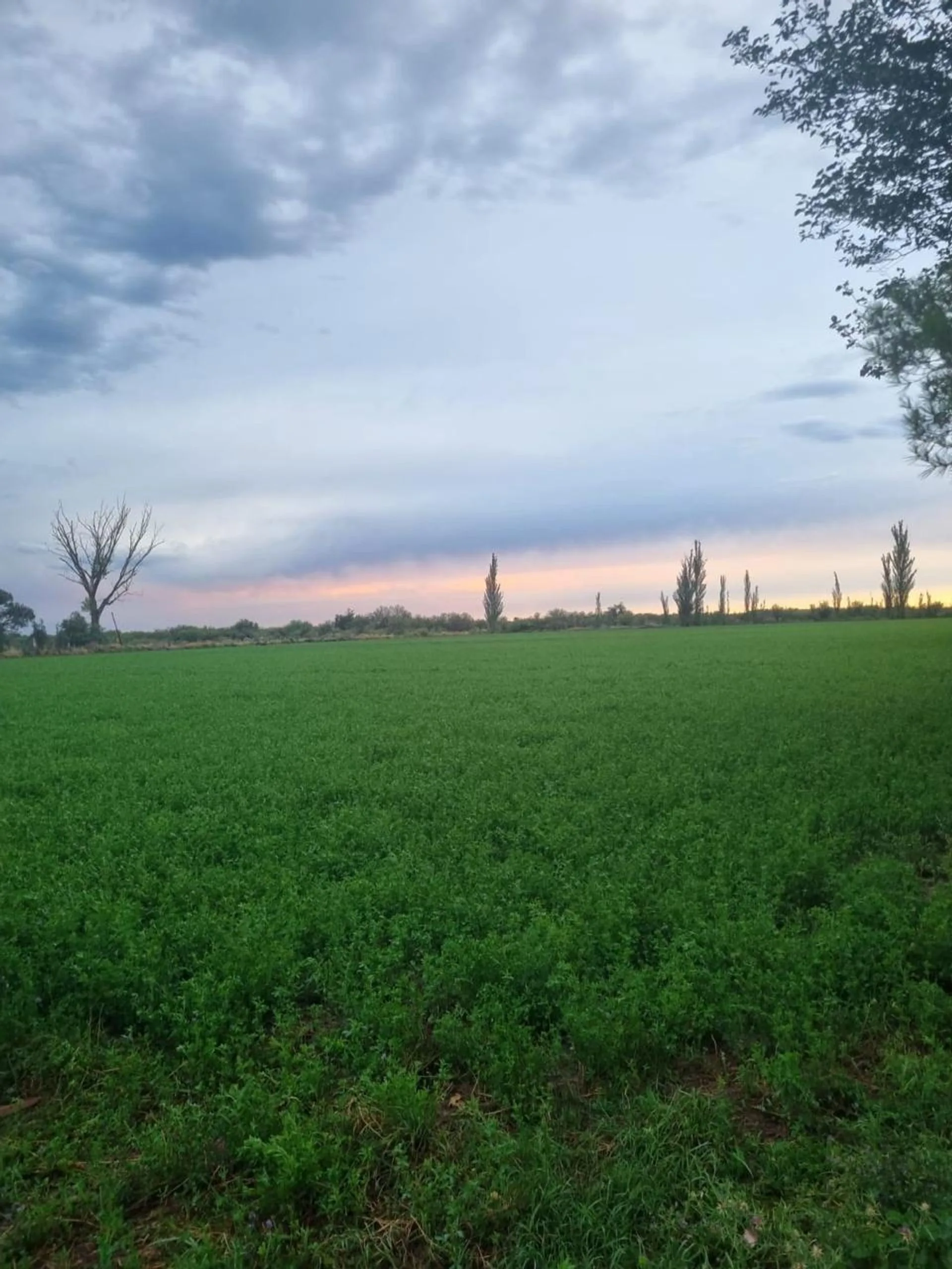 Venta de campo en Bowen, Gral Alvear foto 2