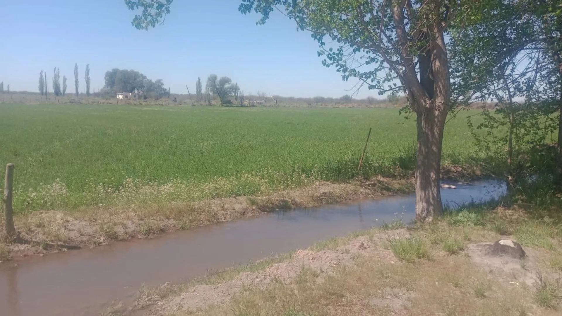 Venta de campo en Bowen, Gral Alvear foto 3