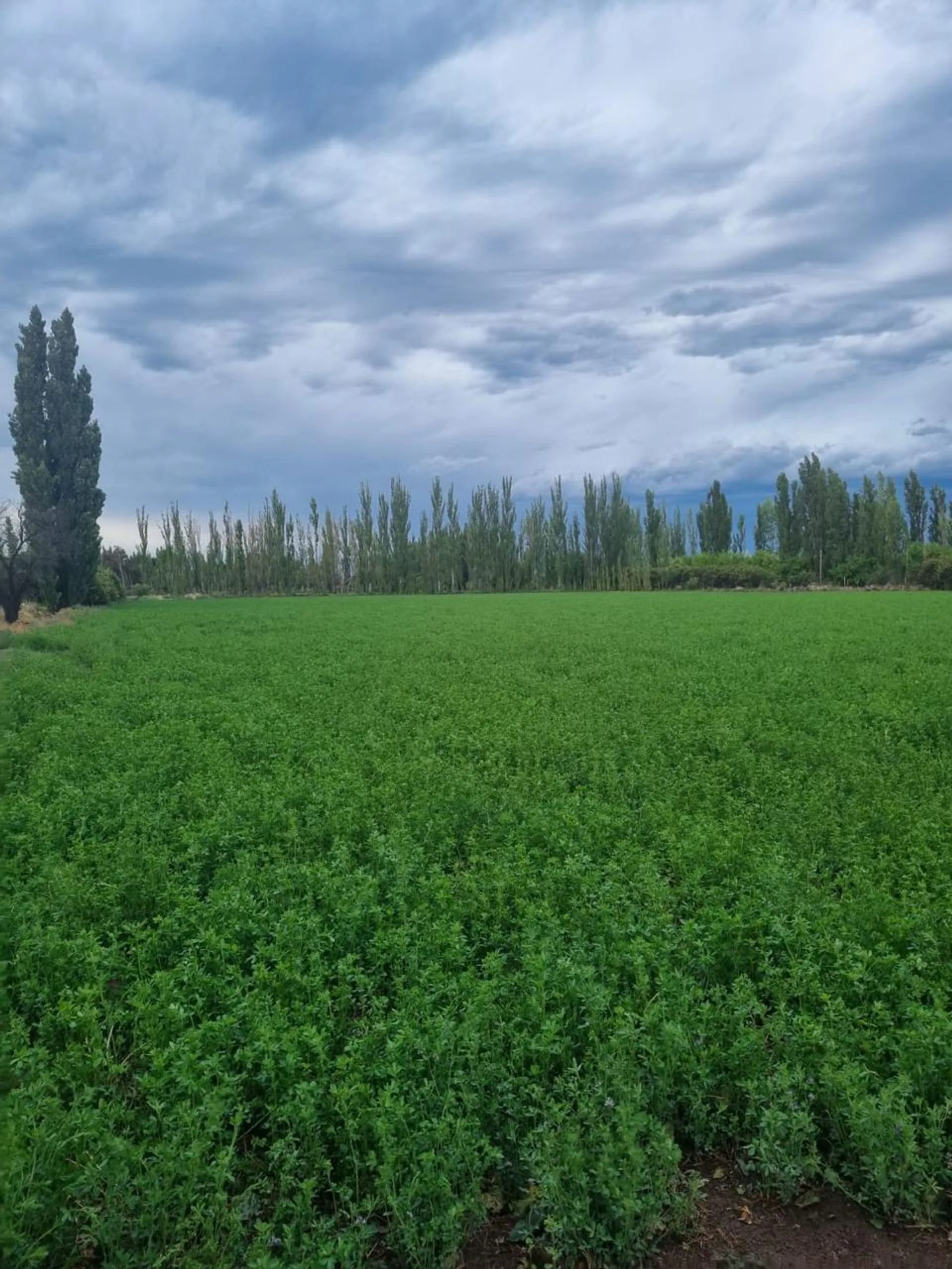 Venta de campo en Bowen, Gral Alvear foto 4