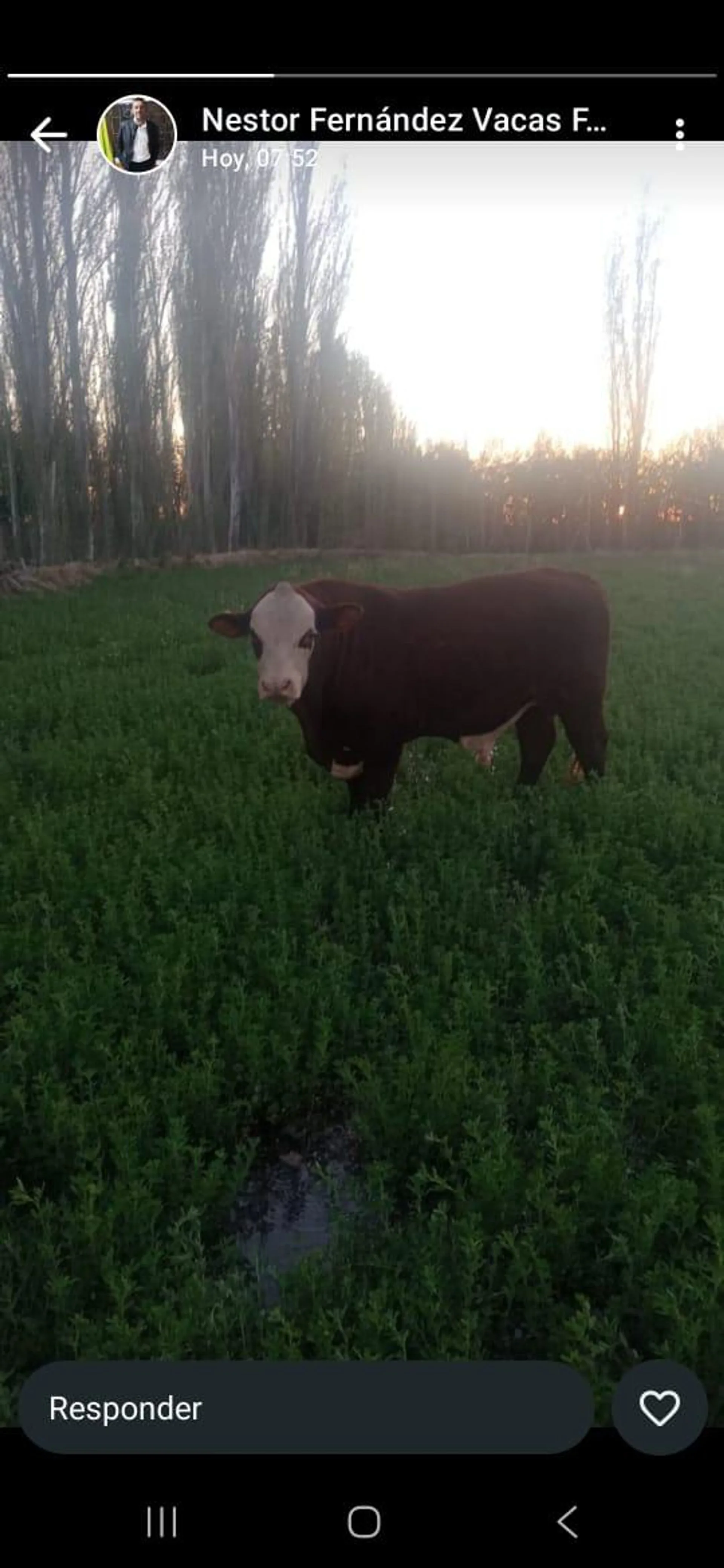 Venta de campo en Bowen, Gral Alvear foto 5