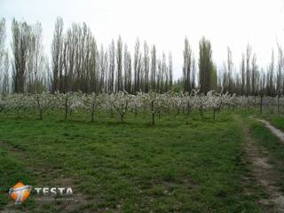 EXCLUSIVOS LOTES  EN BARRIO PRIVADO, TRELEW foto 4