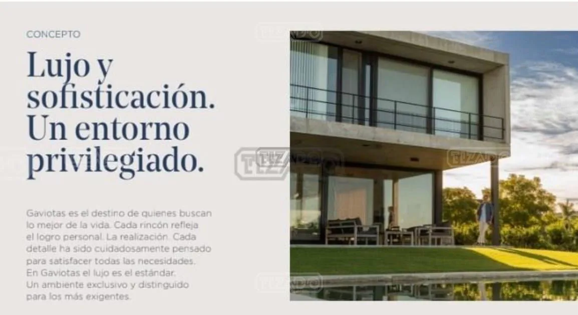 Gaviotas foto 3