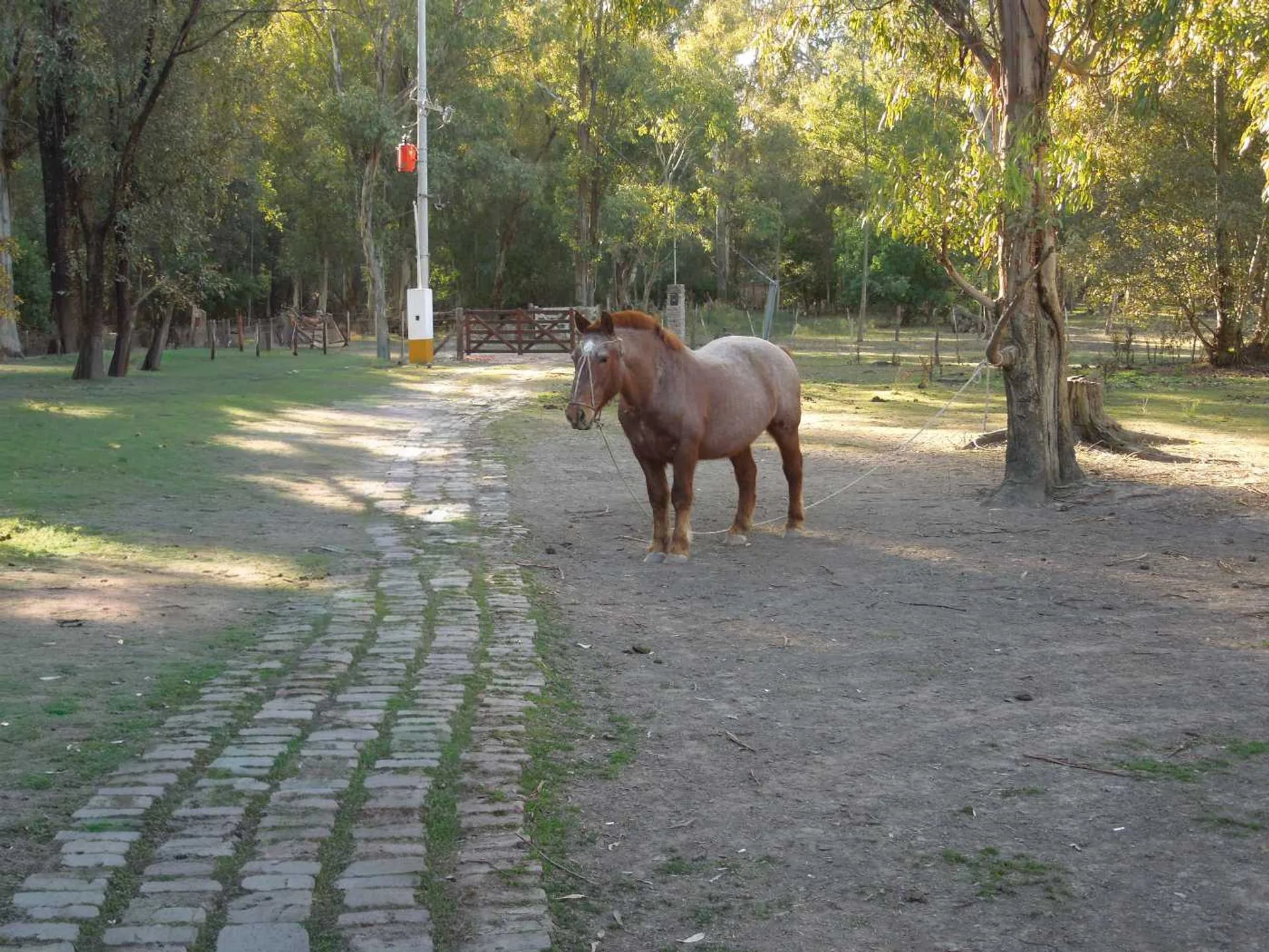 Lote en Chascomús Venta 1 Ha Casa a reciclar foto 2