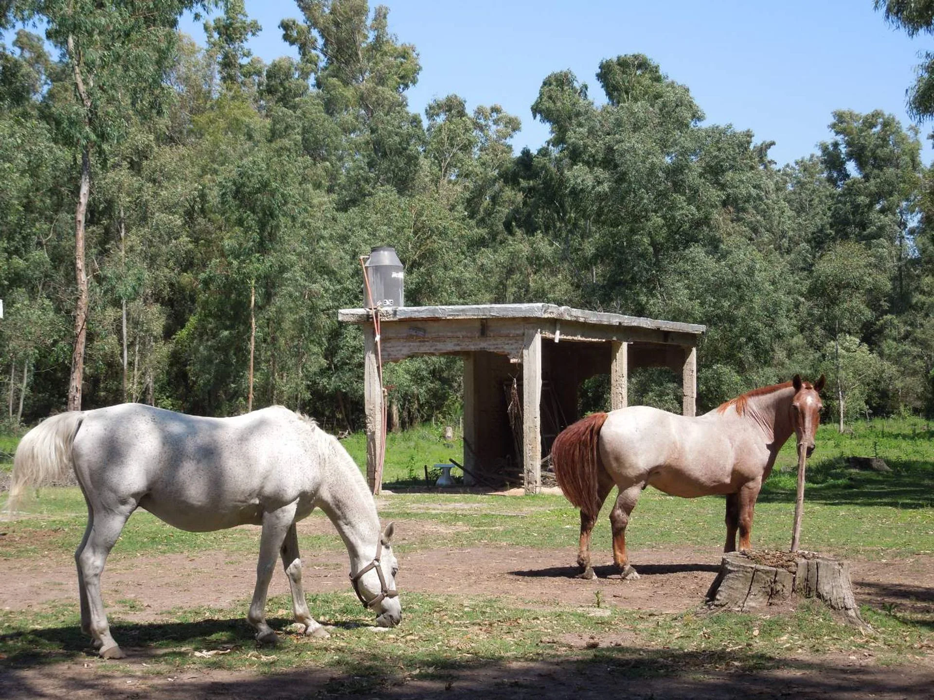 Lote en Chascomús Venta 1 Ha Casa a reciclar foto 4