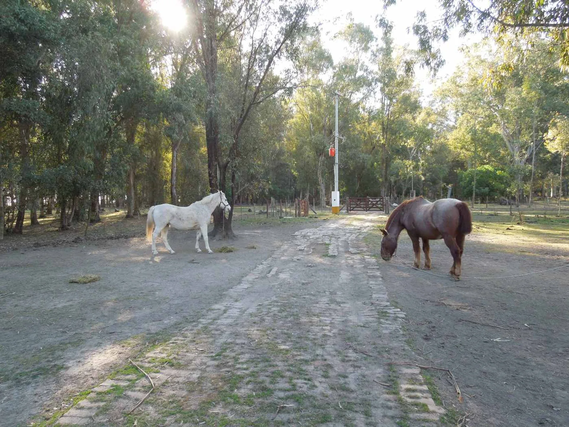 Lote en Chascomús Venta 1 Ha Casa a reciclar foto 5