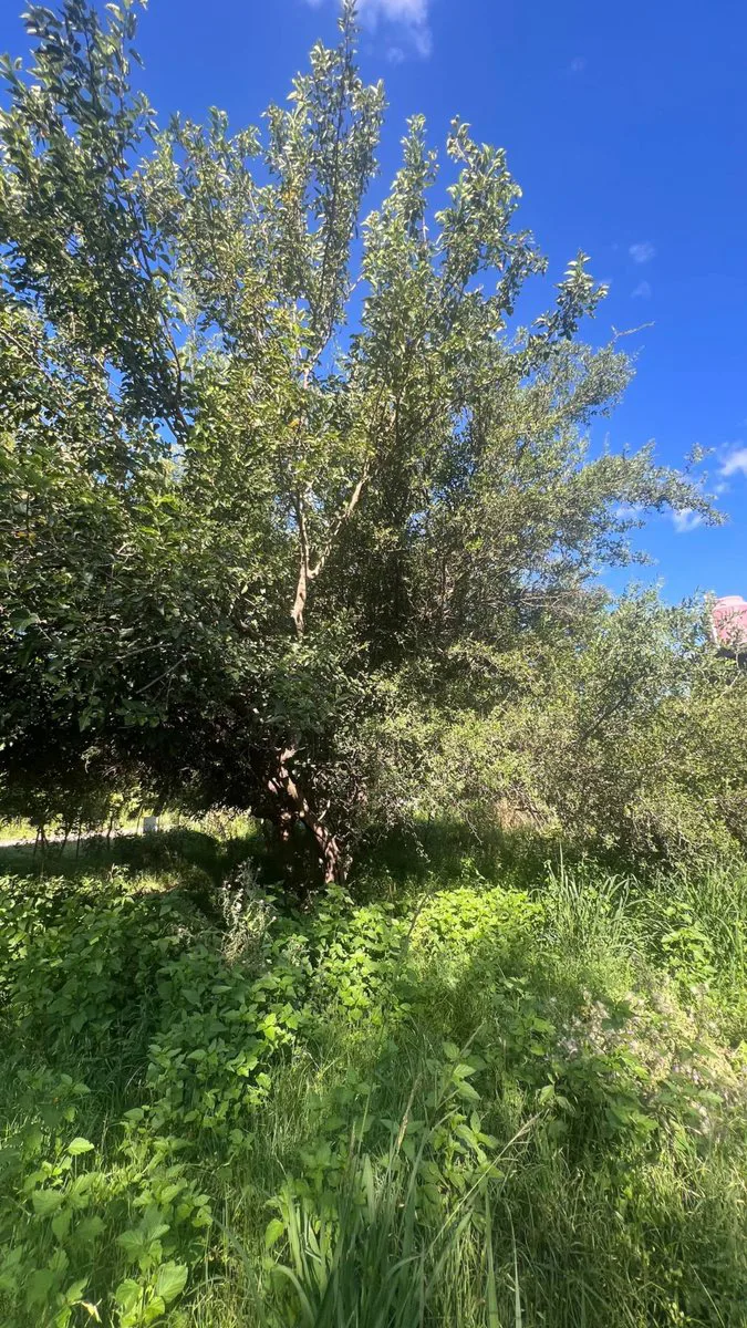 VENTA LOTE VILLA DEL TOTORAL foto 5
