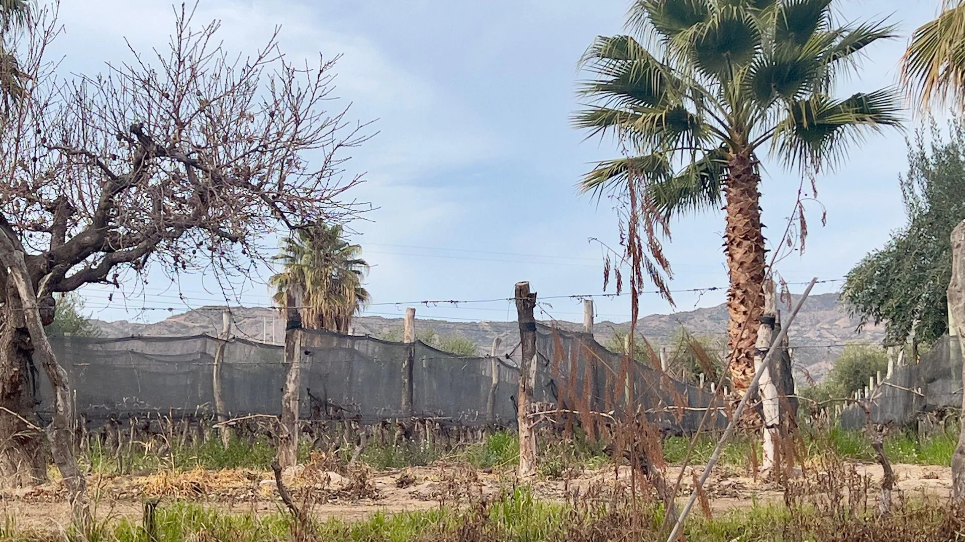 VENTA FINCA 27.000 m2, LUNLUNTA MAIPU foto 2