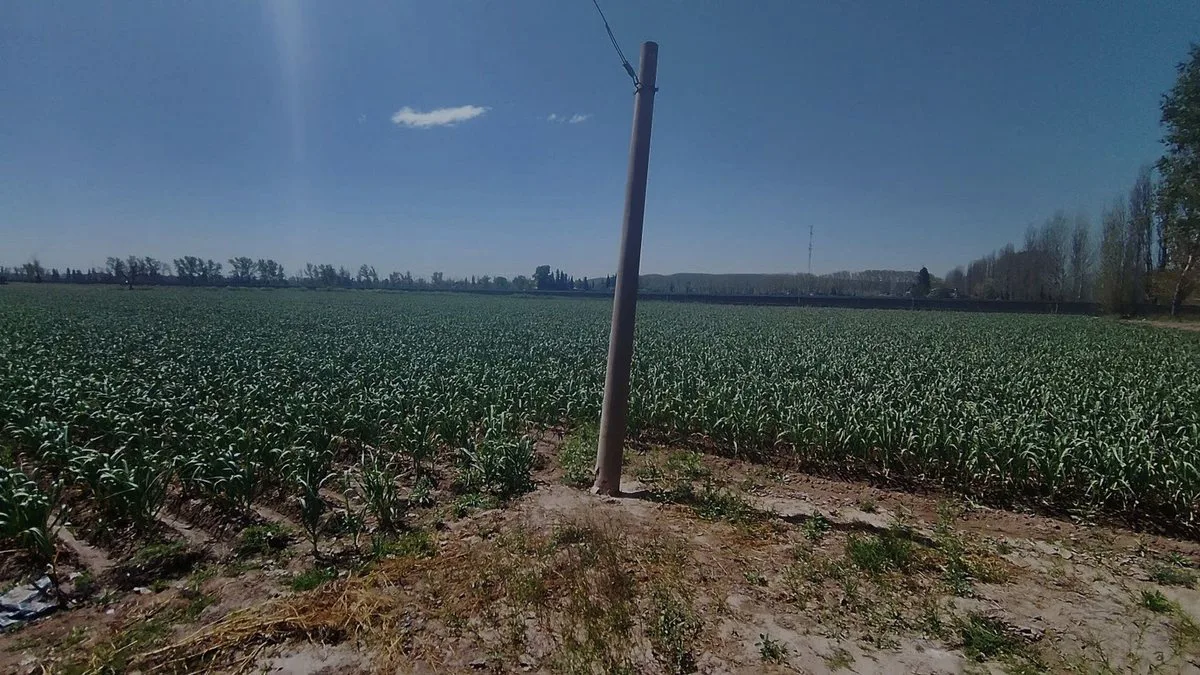 VENTA DE FINCA 5,2ha PERDRIEL, LUJAN DE CUYO foto 2