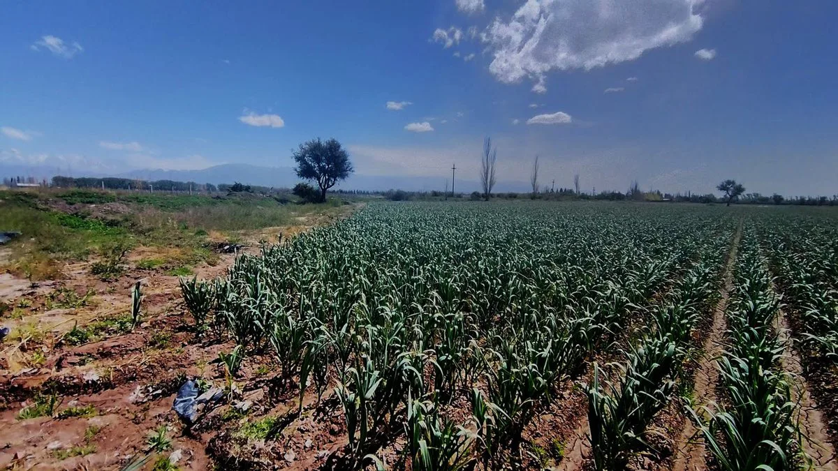 VENTA DE FINCA 5,2ha PERDRIEL, LUJAN DE CUYO foto 3