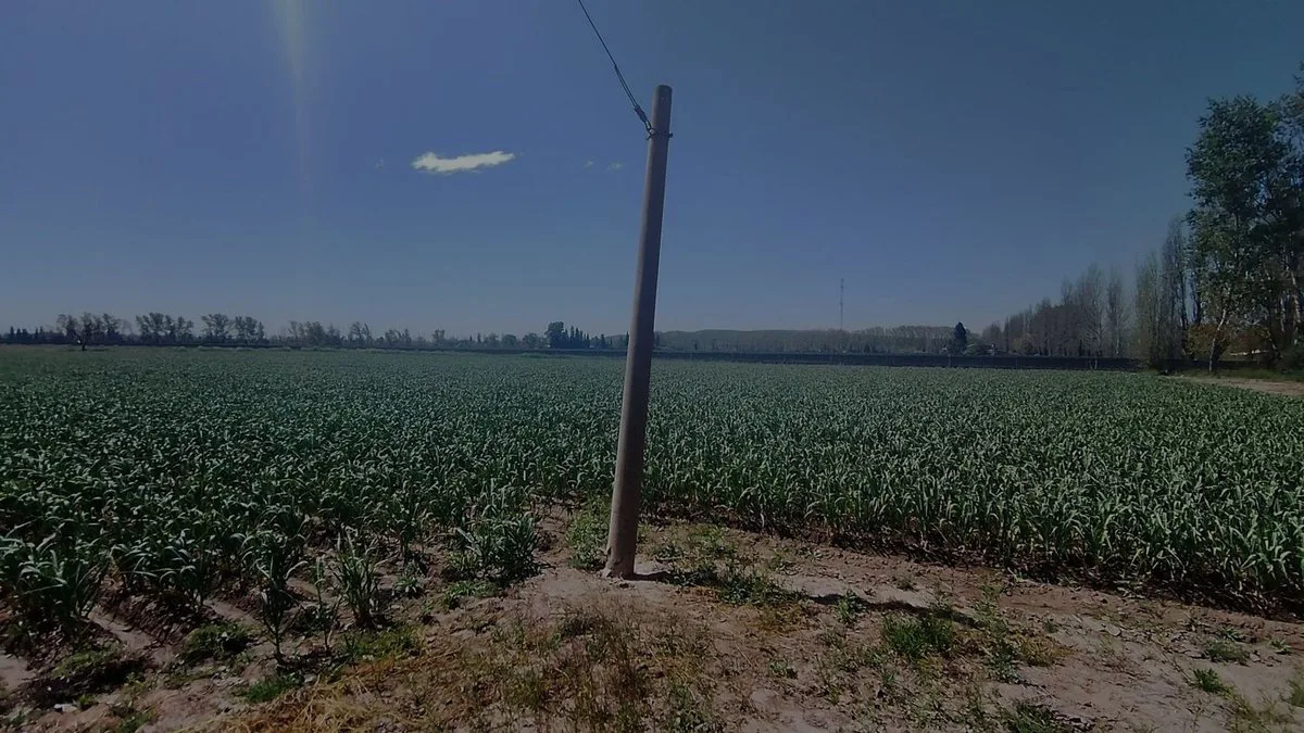 VENTA DE FINCA 5,2ha PERDRIEL, LUJAN DE CUYO foto 4