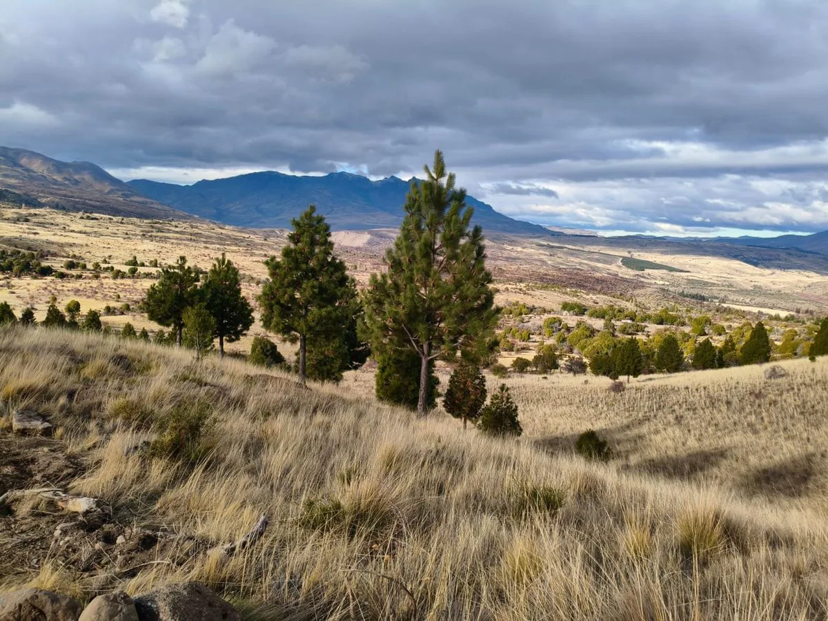 TERRENO EN TREVELIN UNA HA. EN LEGUA 7 foto 4