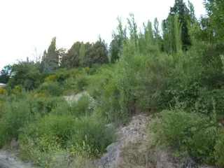 Terreno en Venta en San Martín de los Andes, Lacar, Neuquén foto 2