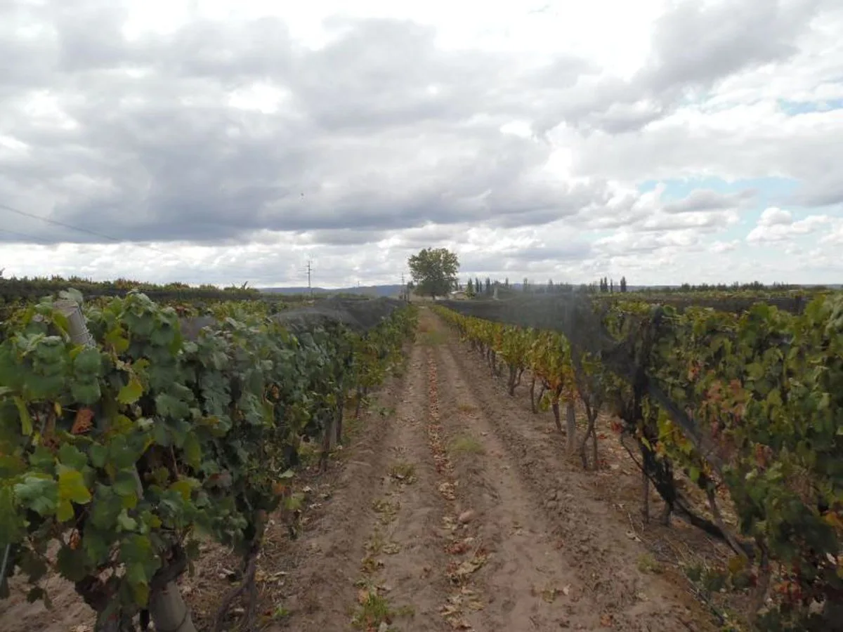 VENTE DE FINCA 25 HECTAREAS CAMPO VIDAL TUPUNGATO foto 3