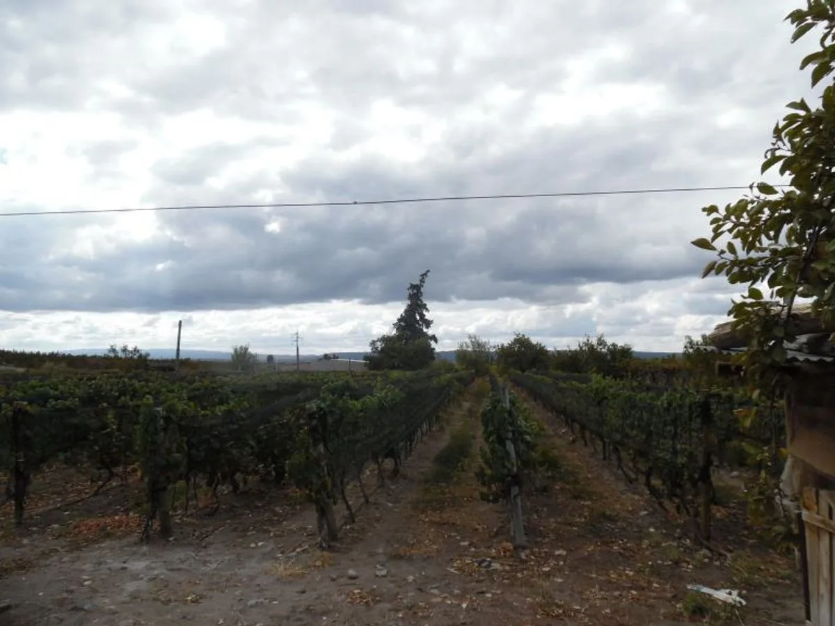 VENTE DE FINCA 25 HECTAREAS CAMPO VIDAL TUPUNGATO foto 4