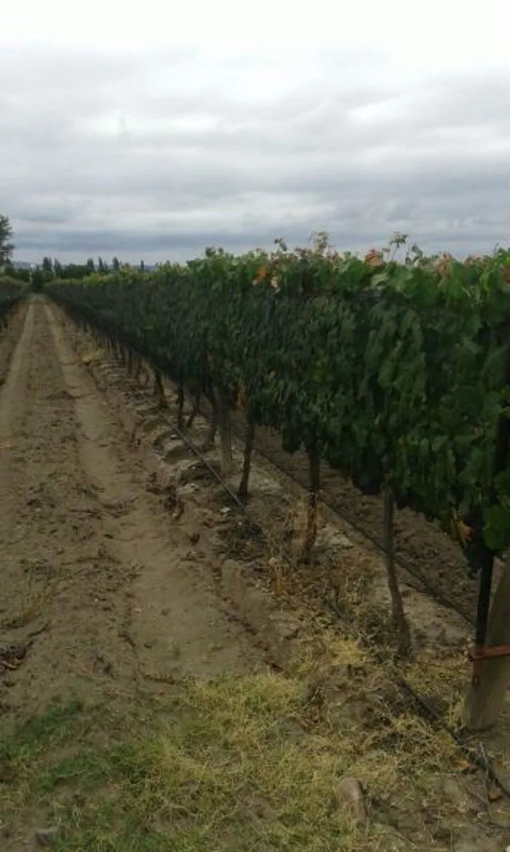 VENTE DE FINCA 25 HECTAREAS CAMPO VIDAL TUPUNGATO foto 5