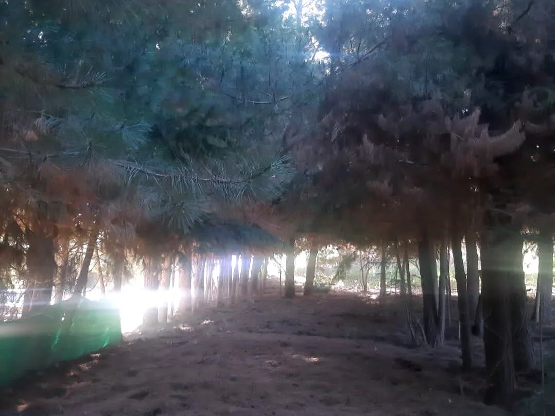 ️ ¡OPORTUNIDAD EN MALLÍN AHOGADO! Gran Terreno de 2003 m² sobre Camino Principal ️ foto 4